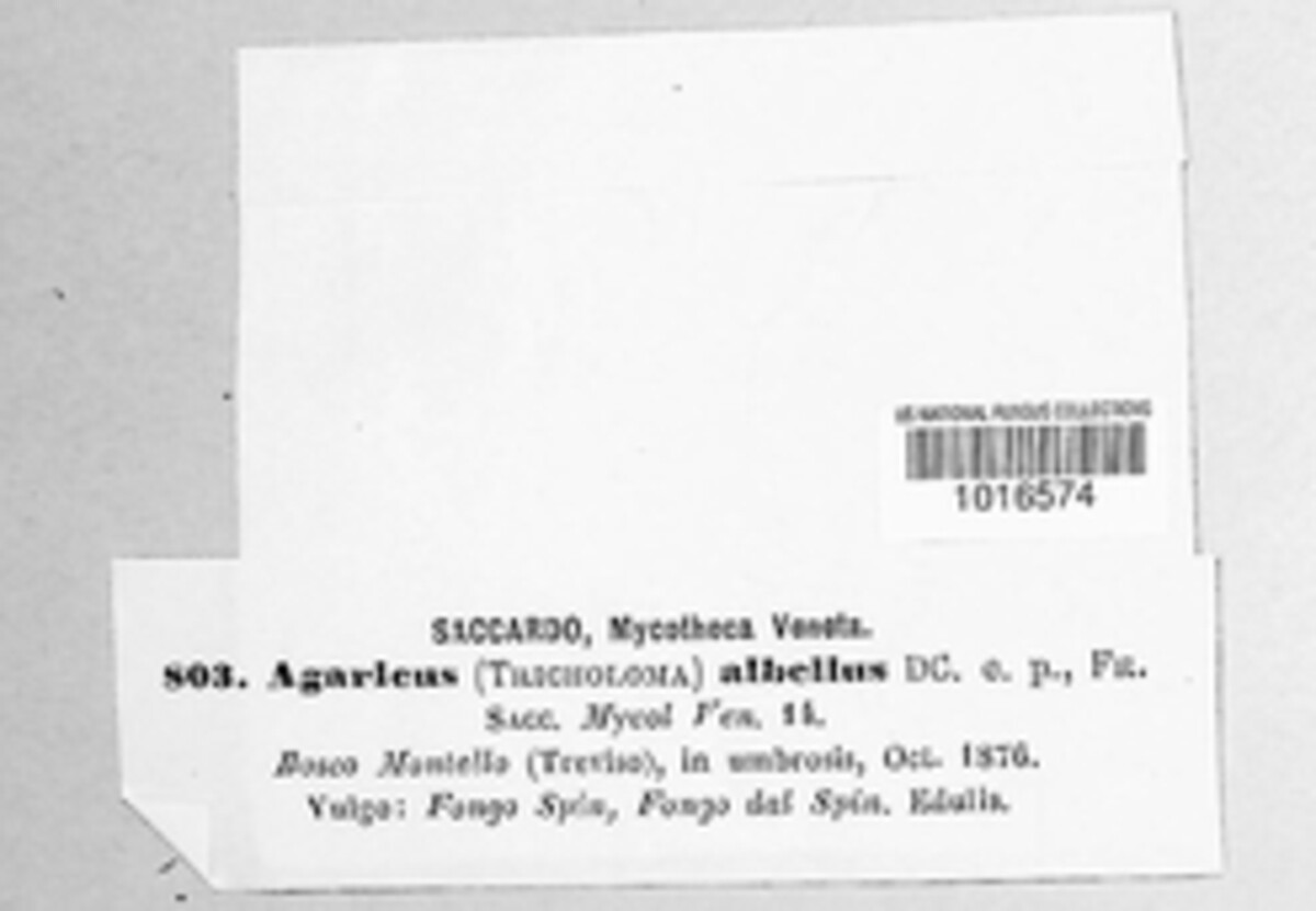 Agaricus albellus image